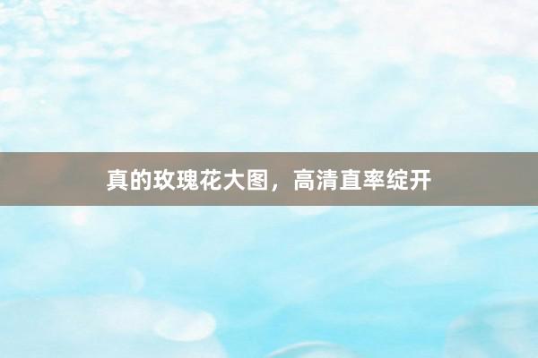 真的玫瑰花大图，高清直率绽开